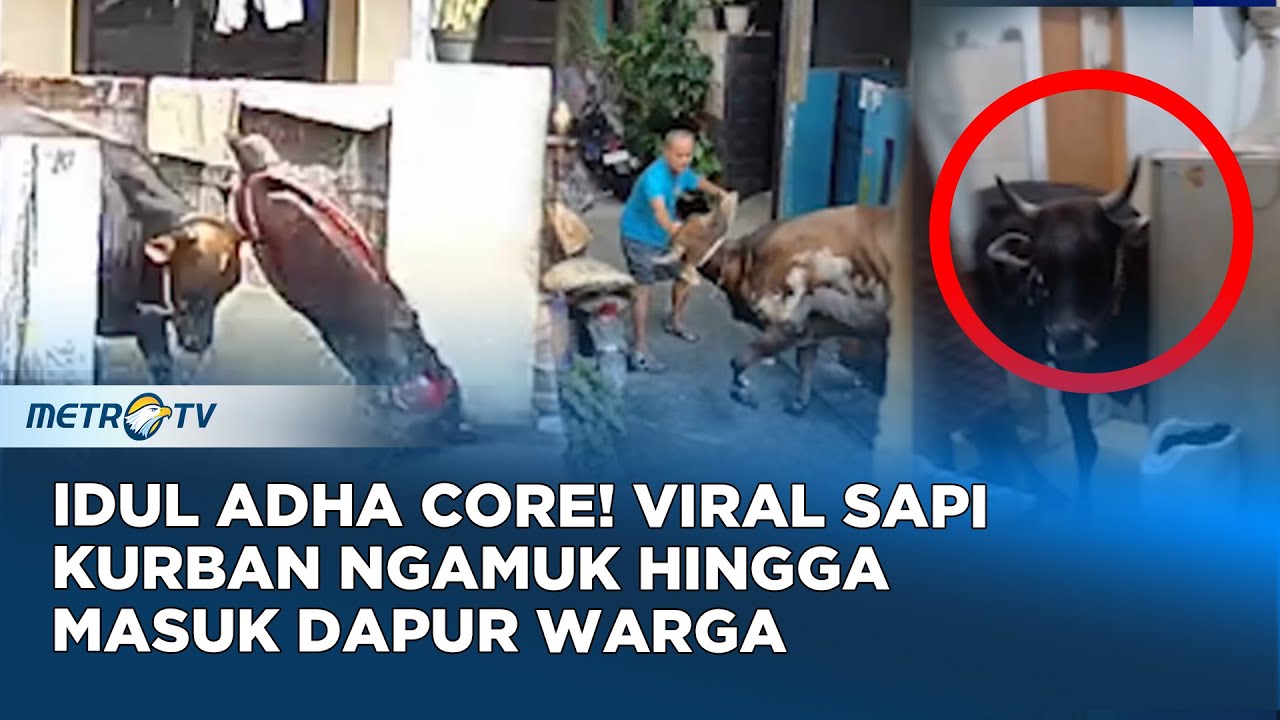 Bikin Heboh! Kumpulan Video Sapi Kurban 'Ngamuk' di Sejumlah Daerah