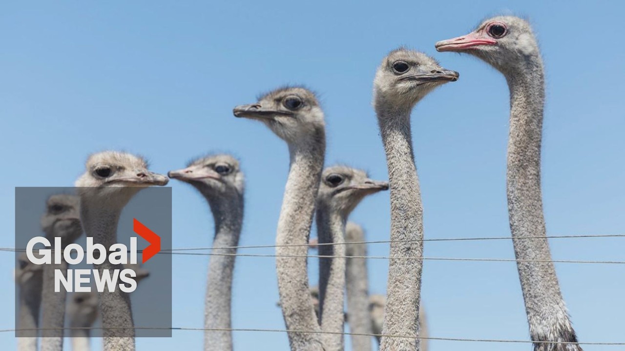 BC ostrich cull: Birds "not dying today" as Supreme Court grants stay