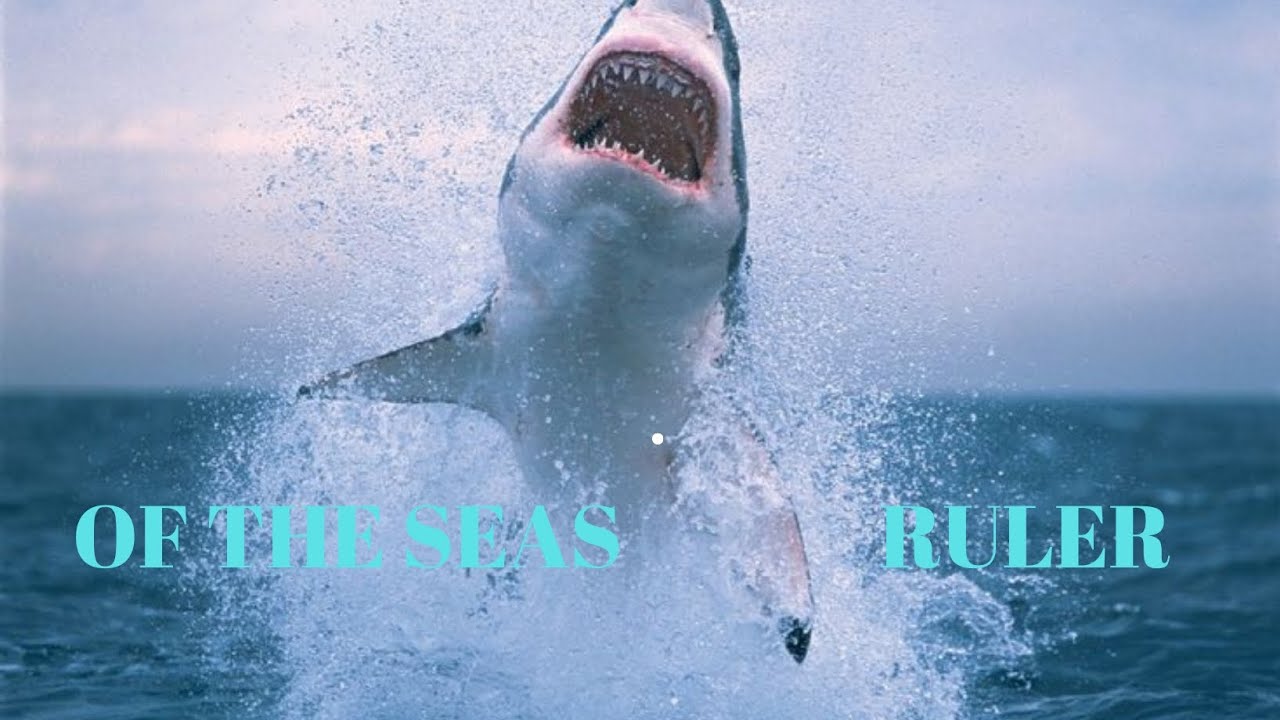 RULER OF THE SEAS | SHARK SHORT DOCUMENTARY  