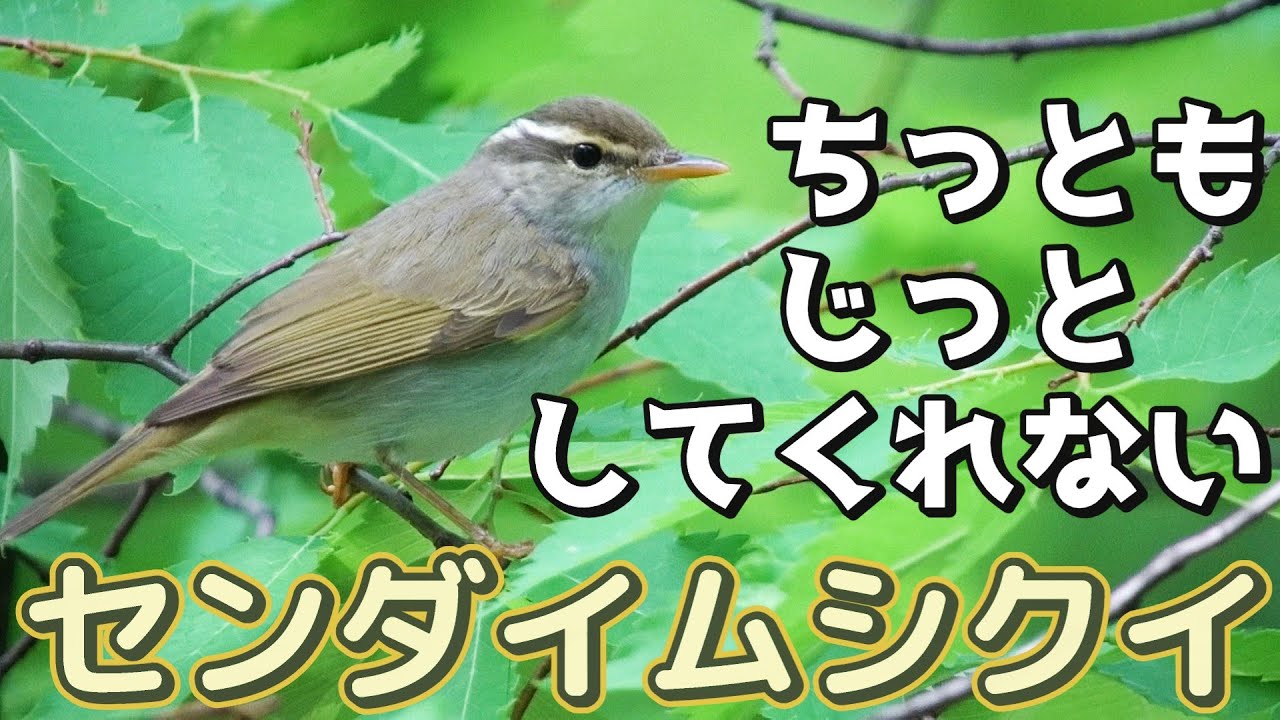 夏鳥あるあるの代表格！？センダイムシクイ/さえずり/そっくりさん(エゾムシクイ)比較/採餌/仙台虫喰/Eastern Crowned Warbler