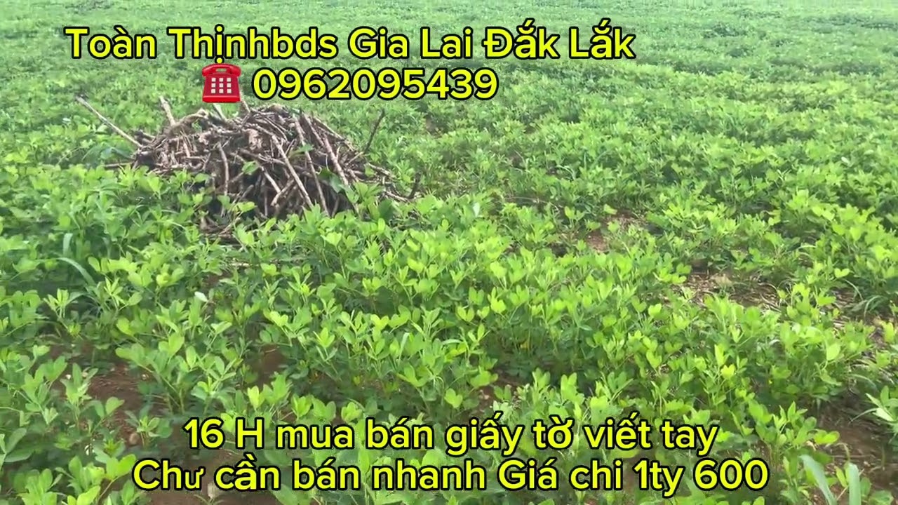 Đất rẻ Gia Lai Đắk Lắk 16 ha mua bán giấy tờ viết tay giá chỉ 1ty 600tr nhanh tay inbox em xem đất