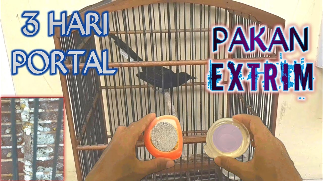 PERAWATAN MURAI BATU BAHAN MUDA HUTAN || Cara Mengajari Murai Mh Palangka Makan Voer Total Pur Lele