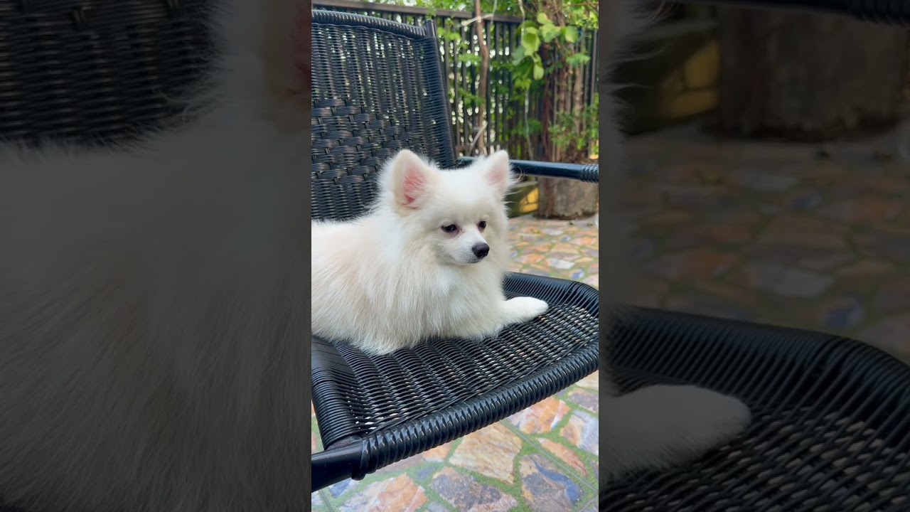 น้องมันนี่🐶