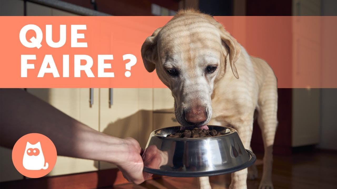 Mon chien ne mange pas quand il est SEUL 🐶🧍🏻&zwj;♂️ (4 causes et solutions)