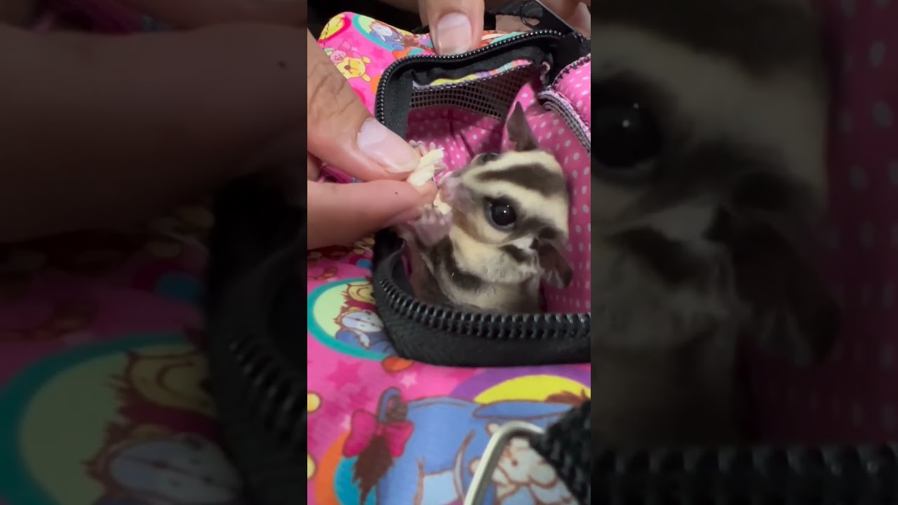 #sugarglider