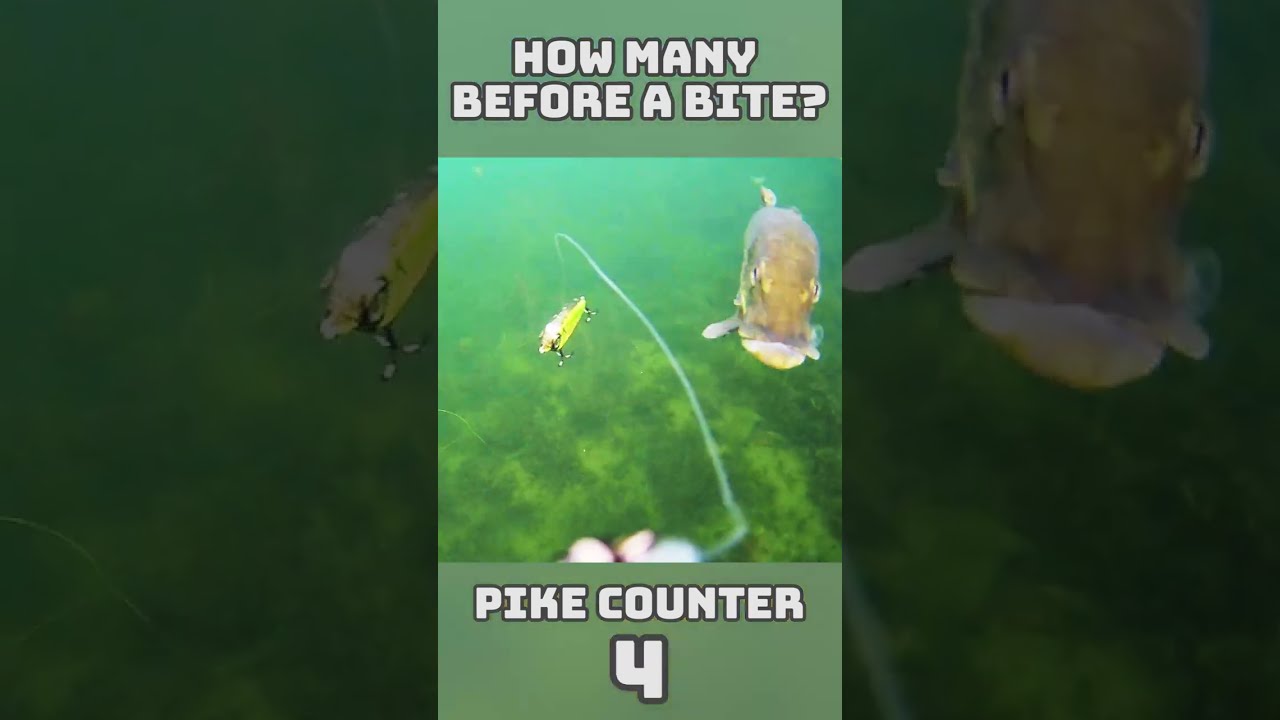 Hur Många Gäddor Ignorerar Betet?! 