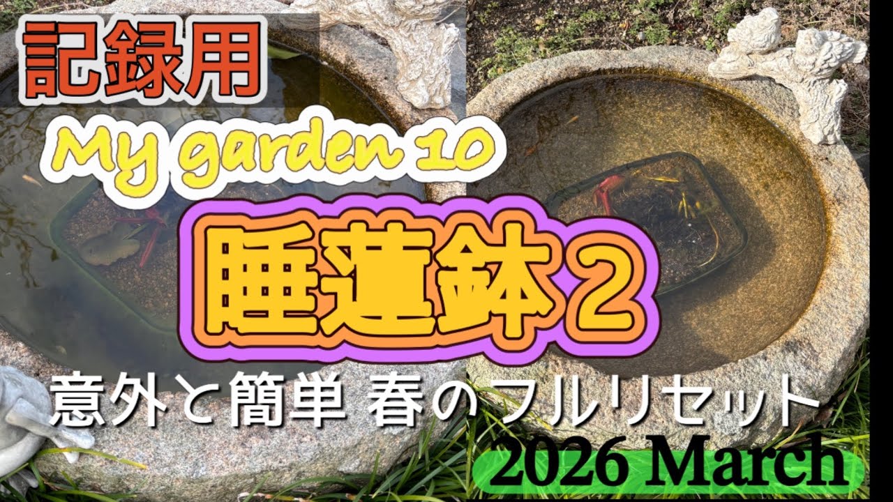 記録用 庭の様子10 睡蓮鉢2 意外と簡単春のフルリセット