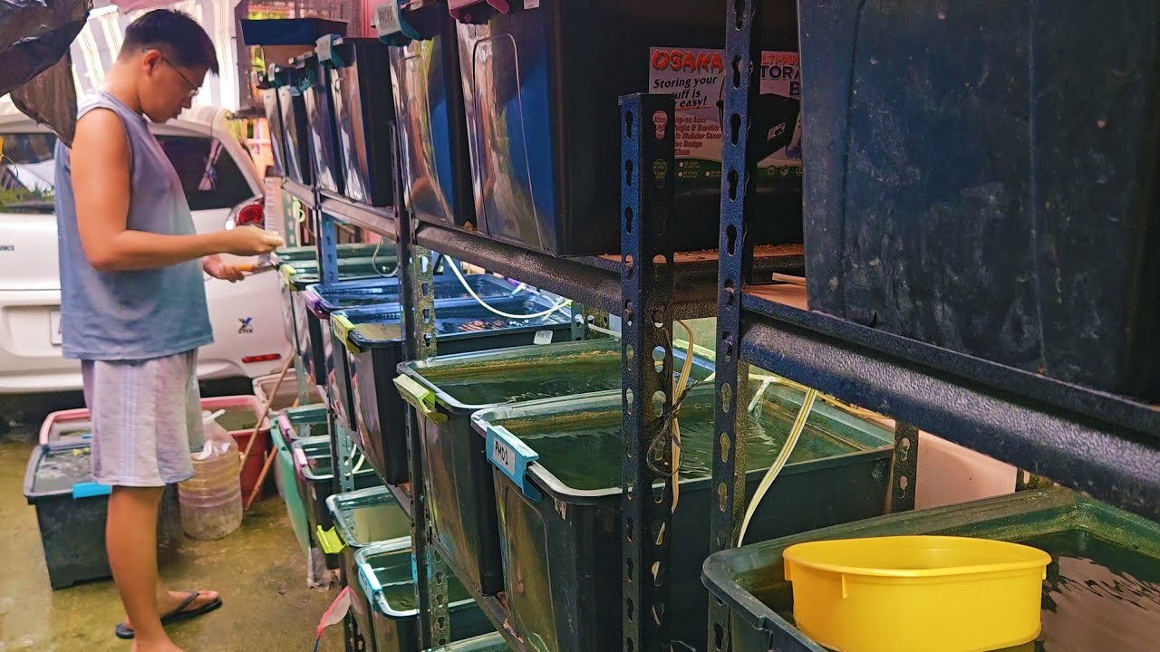 Massive Setup Update! Big Mama Guppies! I Created A New Guppy Strain!!😯😲
