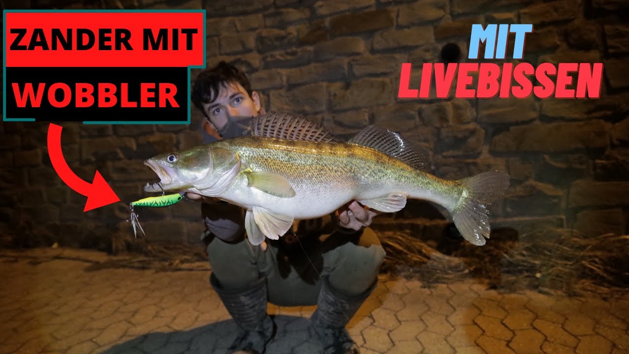 Zander mit Wobbler - so geht's! | Zanderangeln in der Nacht Tipps & Tricks | Livebisse