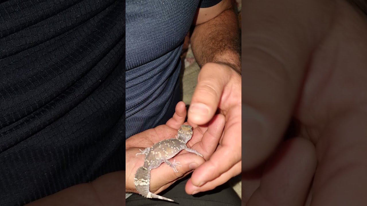 Australischer Bellgecko.