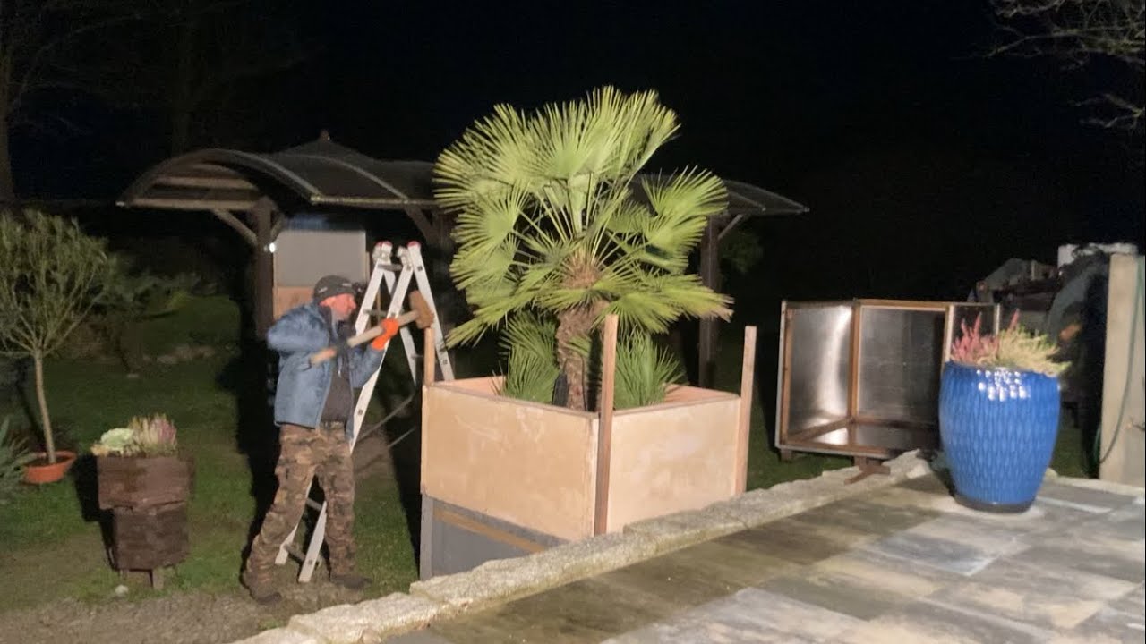 Okrywam karłatkę 🌴 , może być -10