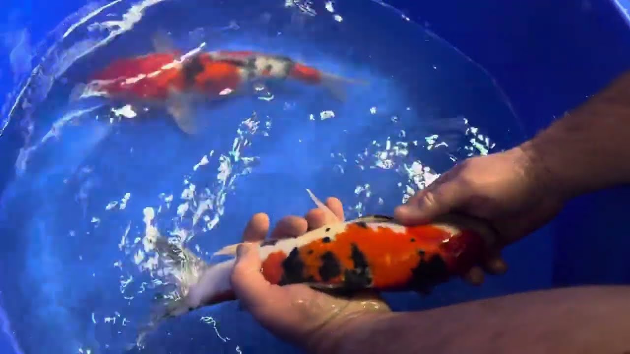 Unboxing New arrivals of Japanese Nisai Koi