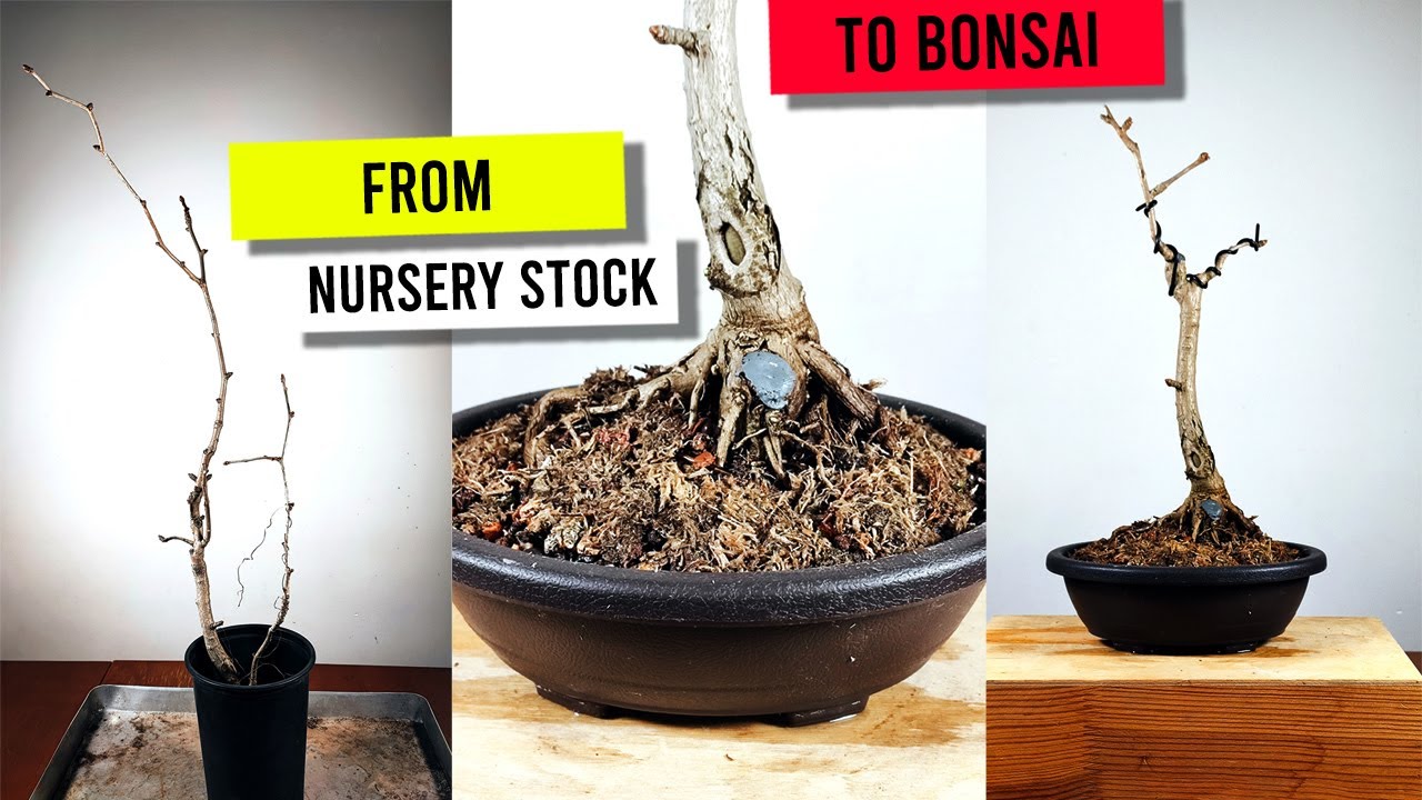 Bonsai Ginkgo Biloba: Grow This Ancient Tree