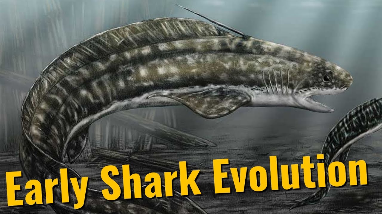 The Origin of Sharks