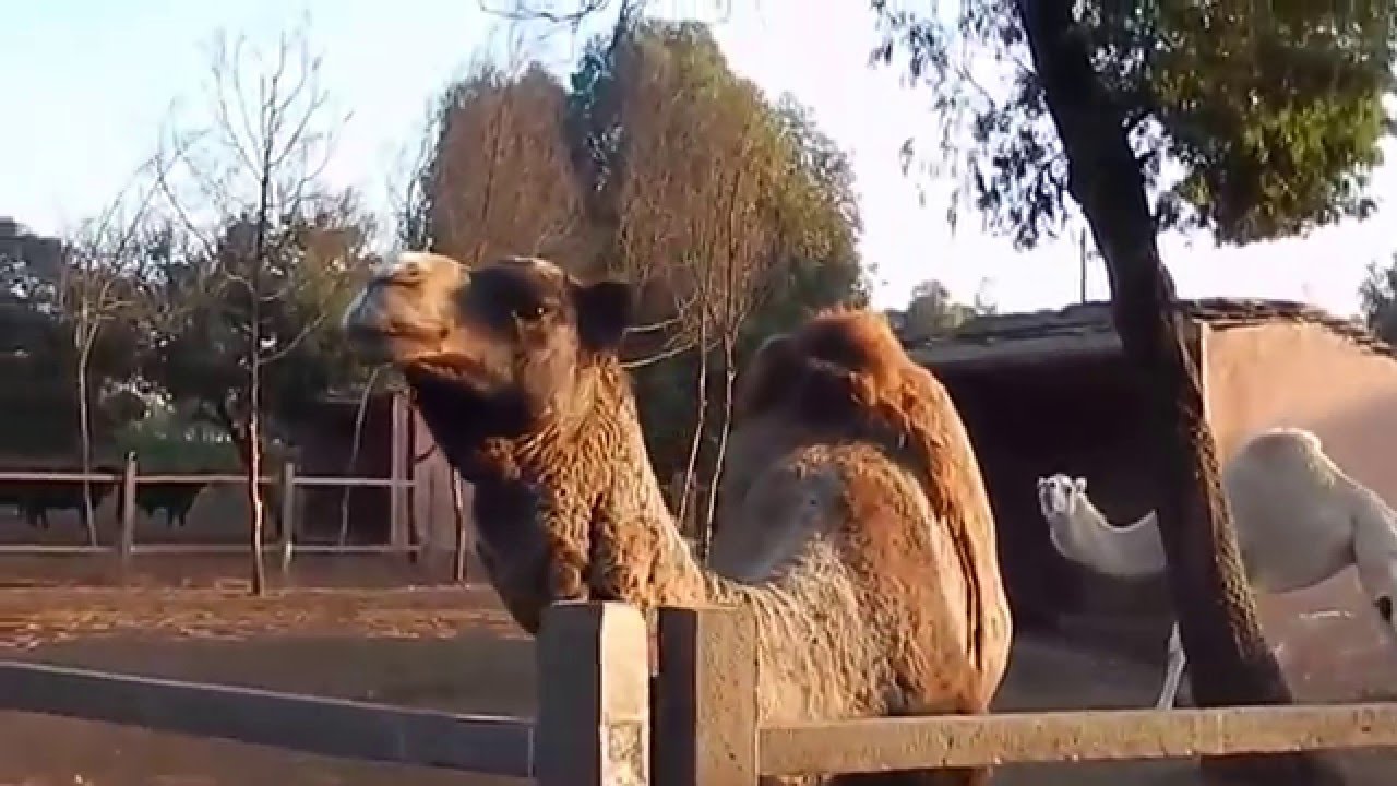 Zoo Rabat, capital of Morocco