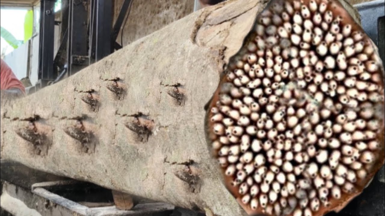 A deadly rare wood worth 10 million dollars