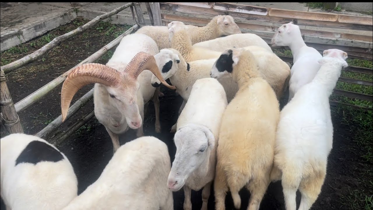 Update Harga Paket Breeding Domba Garut // Kamis, Tgl. 05 Februari 2026