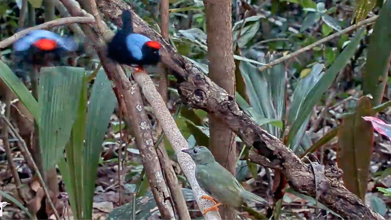 Male Manakin Duo Works to Woo Female in Epic Display | April 16, 2025