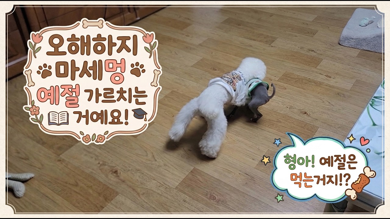 엄격한 강아지 선배 '겨울이' 형아의 예절 교육 끝은 과연?