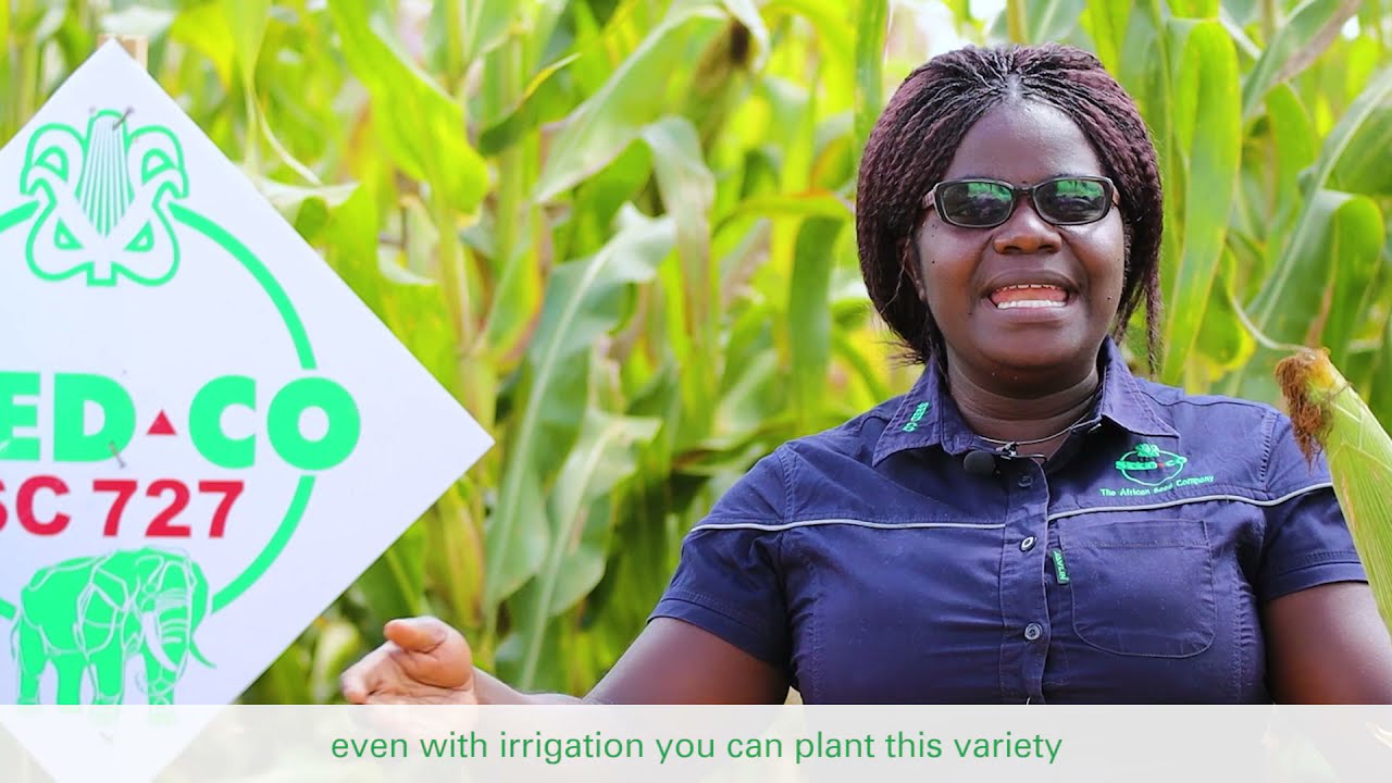 Rusape Womens Field Day Highlights