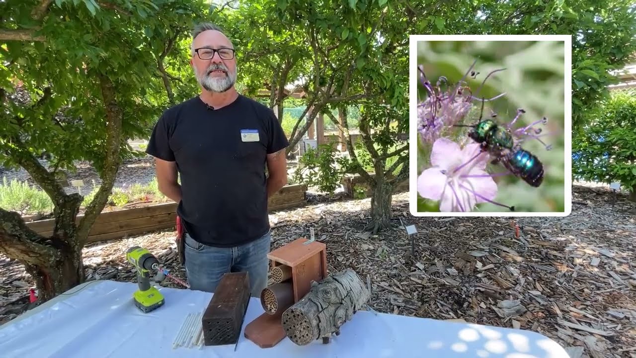 Building an Orchard Mason Bee House: Part 2 of a 3-Part Series