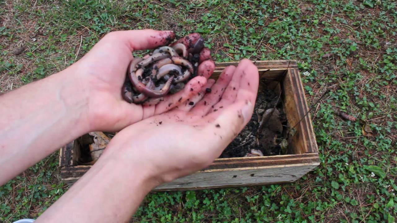 How-to Keep Earthworms Alive and Wriggling Tutorial