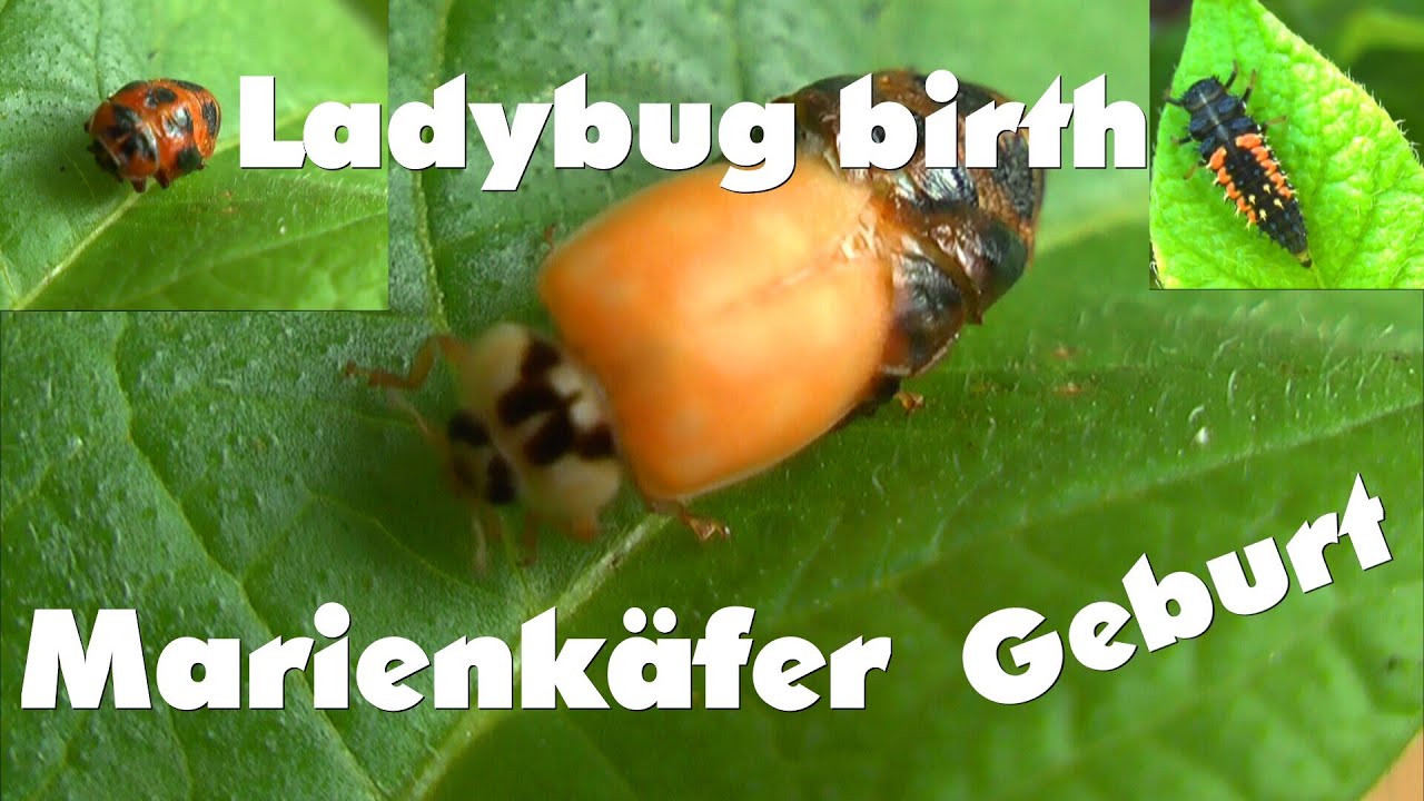 Die Gebut eines Marienkäfer in voller Länge, Ladybug birth