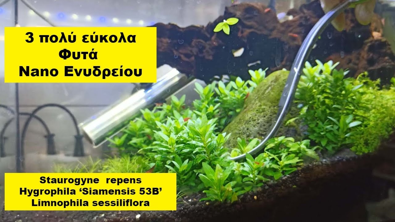 Φυτά ενυδρείου 3 πιο εύκολα για Nano Tank |  Planters ep. 3