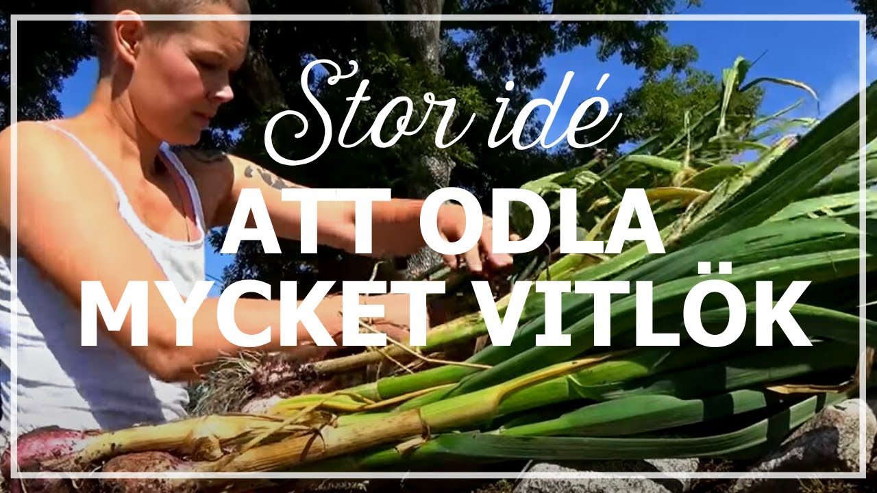 Stor idé att odla mycket vitlök