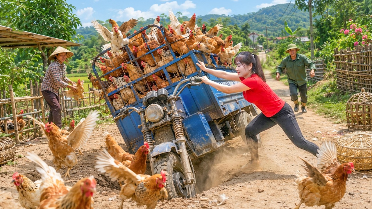 Buy Chickens from Farmers | Taking Them to the Countryside Market to Sell | Nhất Bushcraft