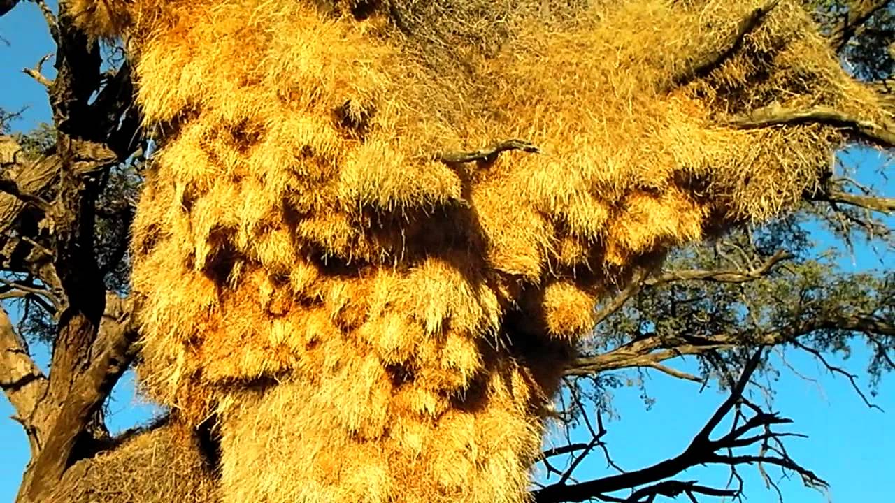 Weaver Bird Nest