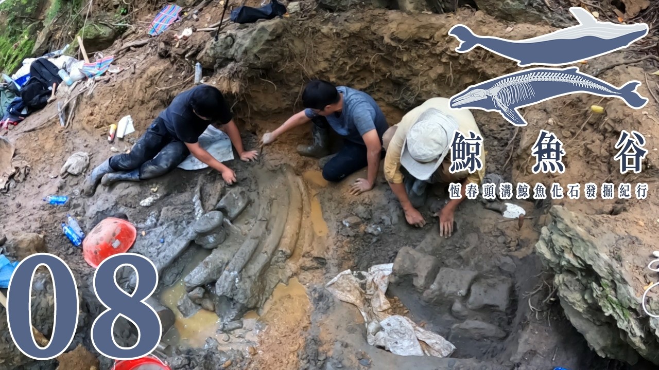 巨大鯨魚肋骨腰椎並排出土!為什麼化石會保存如此完整?《鯨魚谷:恆春頭溝鯨魚化石發掘紀行》第二季EP. 8:一鯨落，萬物生 Whale Fall|方塊酥