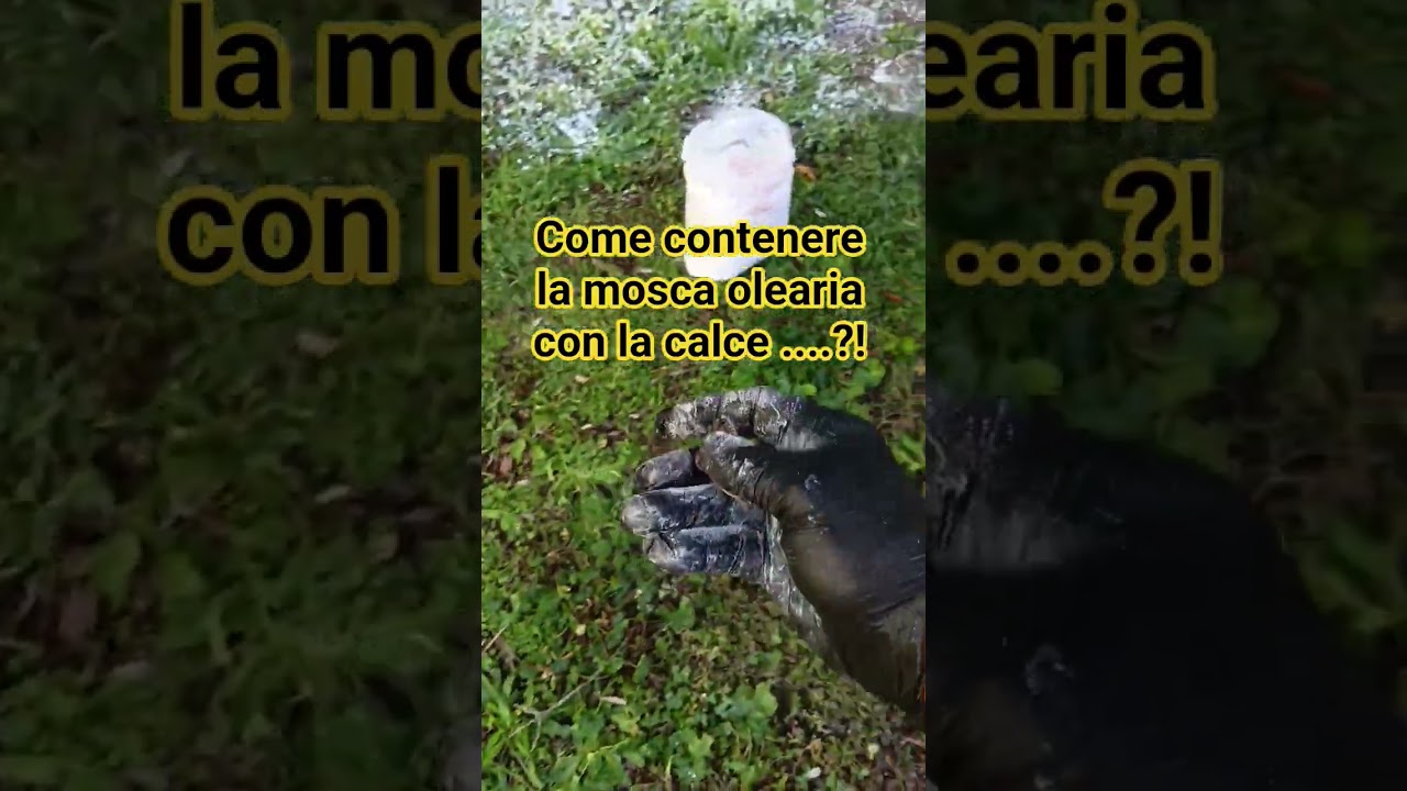 vecchia scuola !l'utilizzo della calce idrata contro la mosca olearia tutto nel video correlato🪰🪰👌👌
