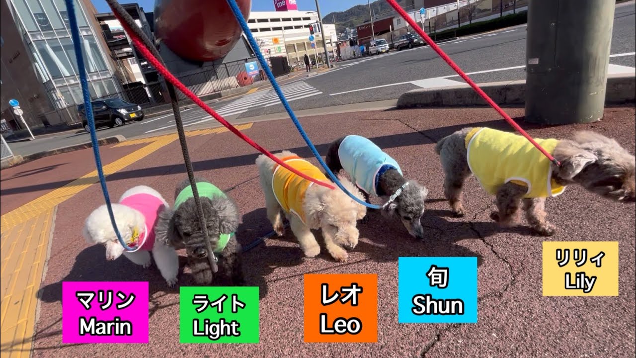 2026/1/14影のボスリリィとワンパトEveryday poodles