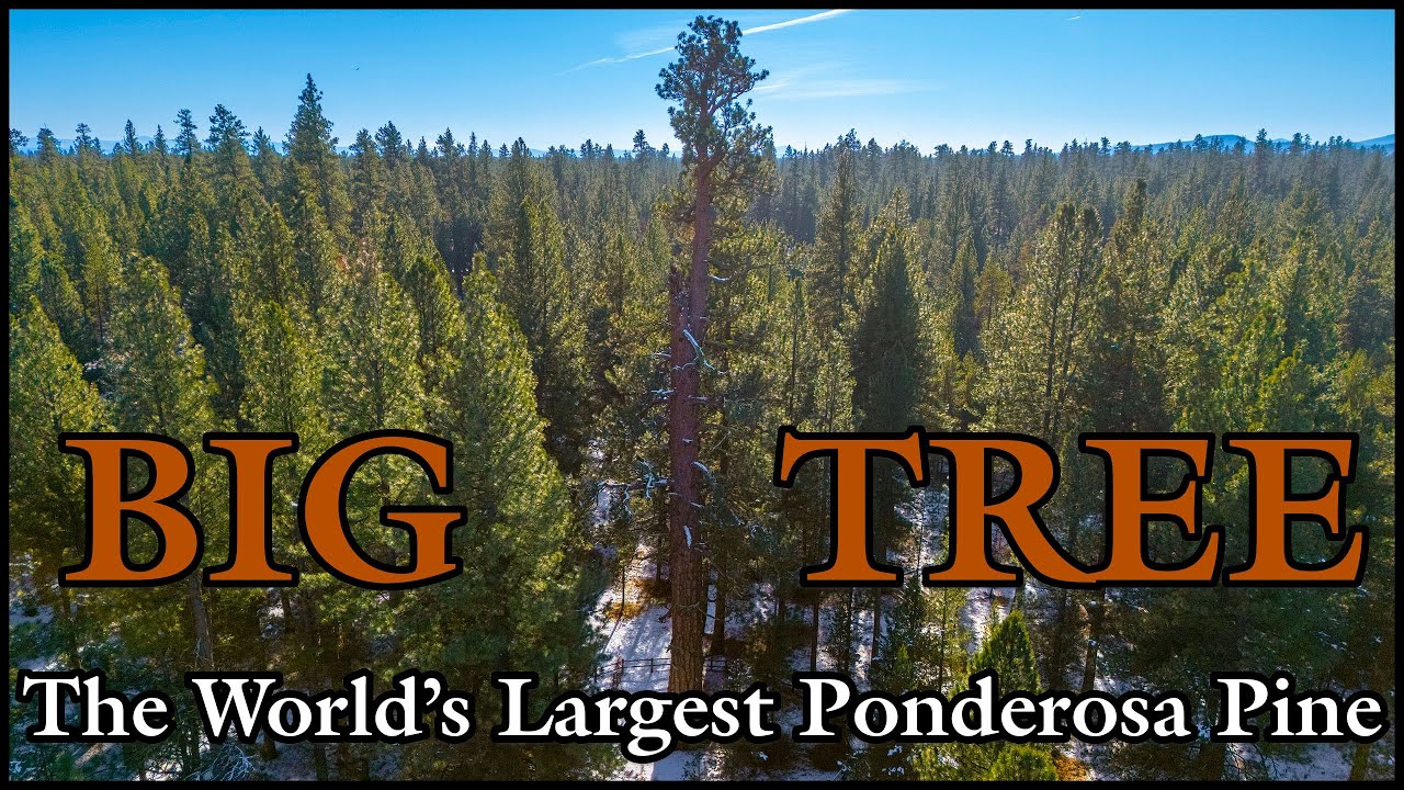 The Worlds Largest Ponderosa Pine Tree