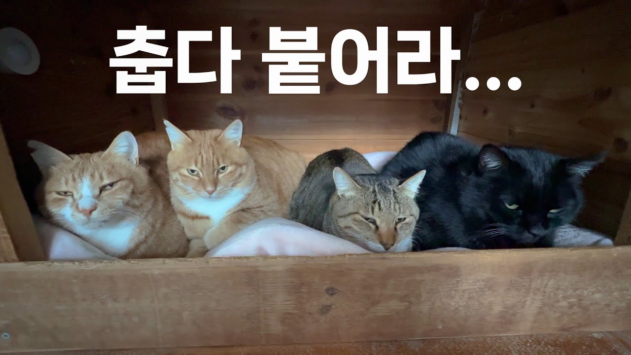 추위를 피할 수 있는 따뜻한 온돌집이 있는 산골짜기 고양이들, 낮에는 무섭게 싸워도 밤에는 사이좋게!
