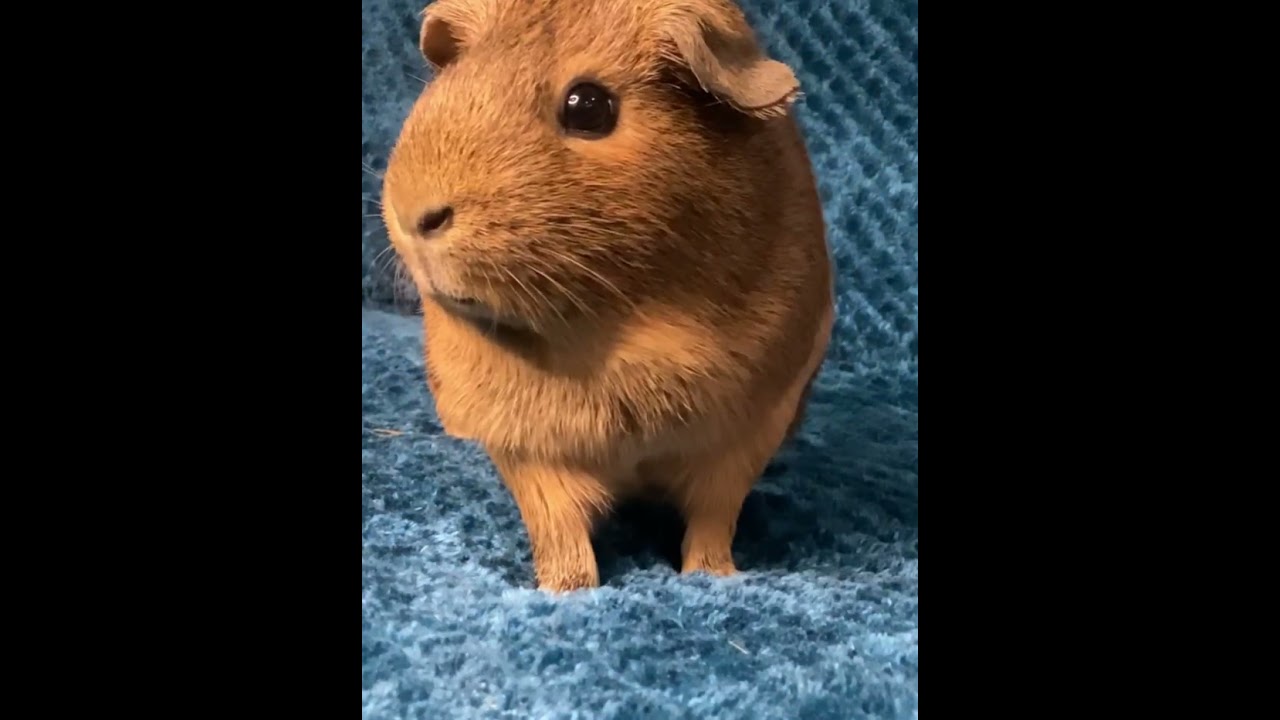 WHEEK WHEEK! What do Guinea Pigs sound like? Guinea pig noises #cuteanimals