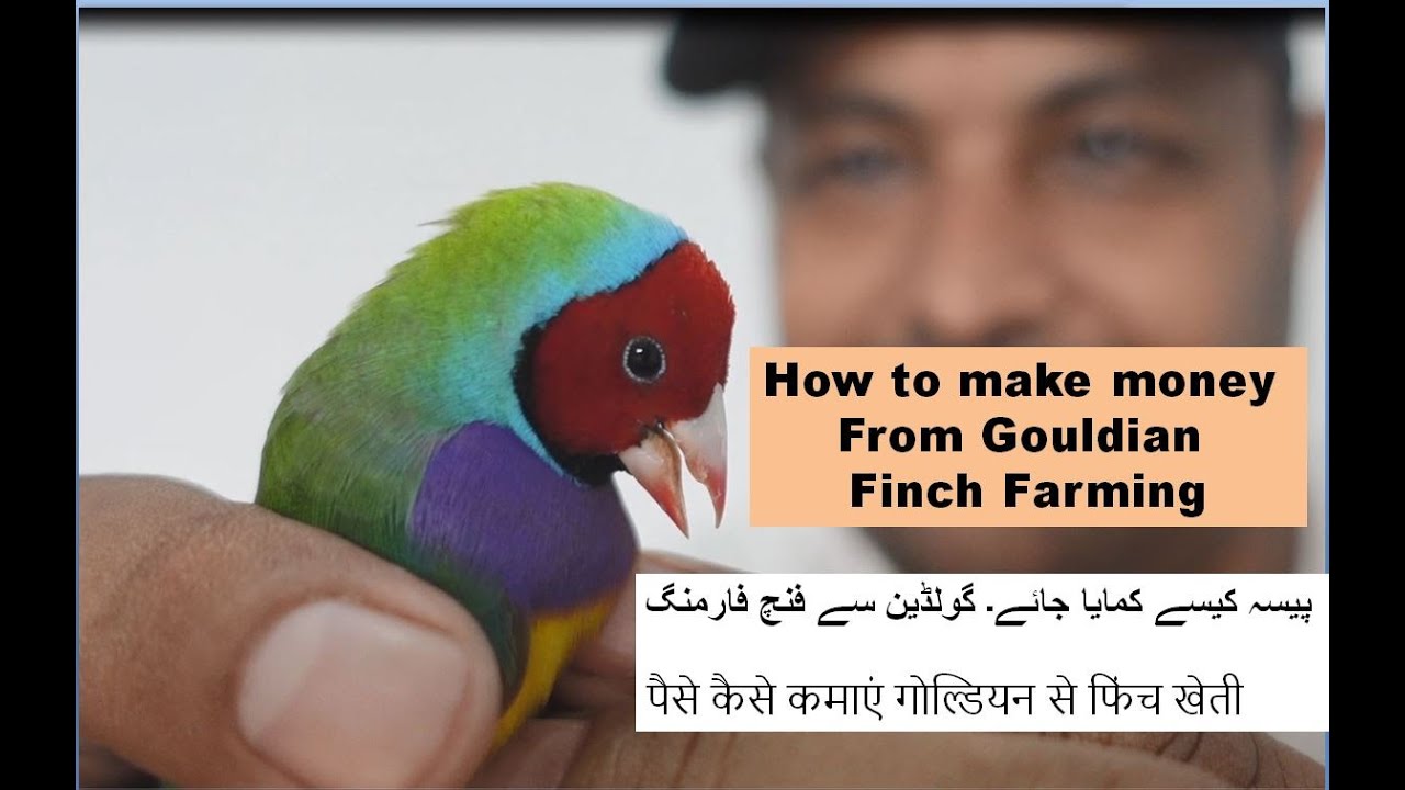 How to Make money with Gouldian Finch bird farming | How to make money | Birds breeding | Birds