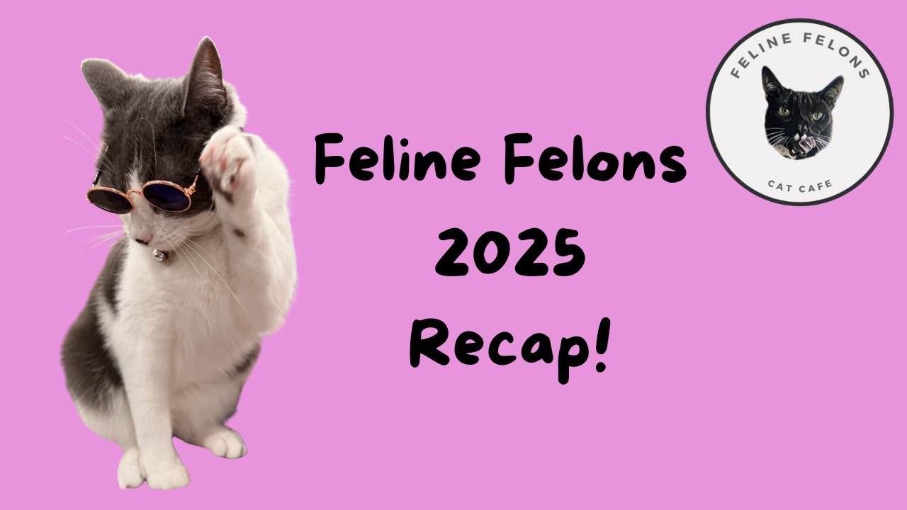 Feline Felons Cat Cafe 2025 Recap!
