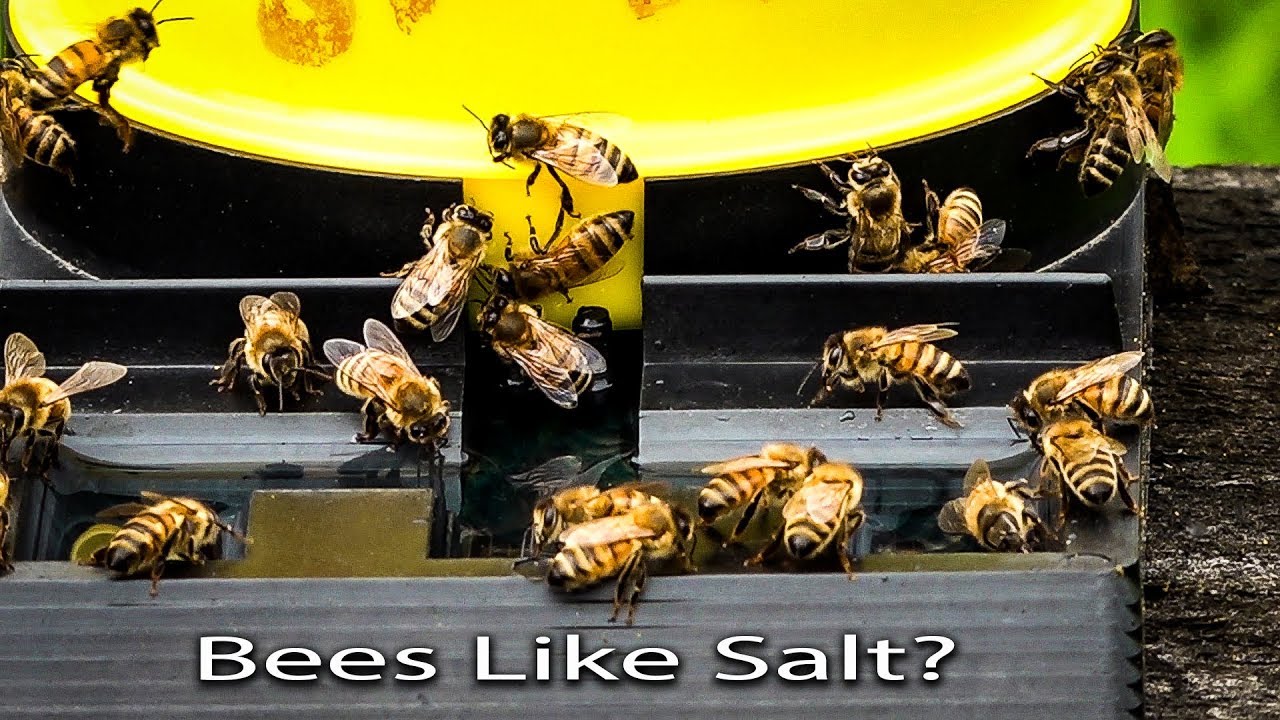 Will Honey Bees Drink Salted Water? Watch and see for yourself! Bees need Salt and Minerals.