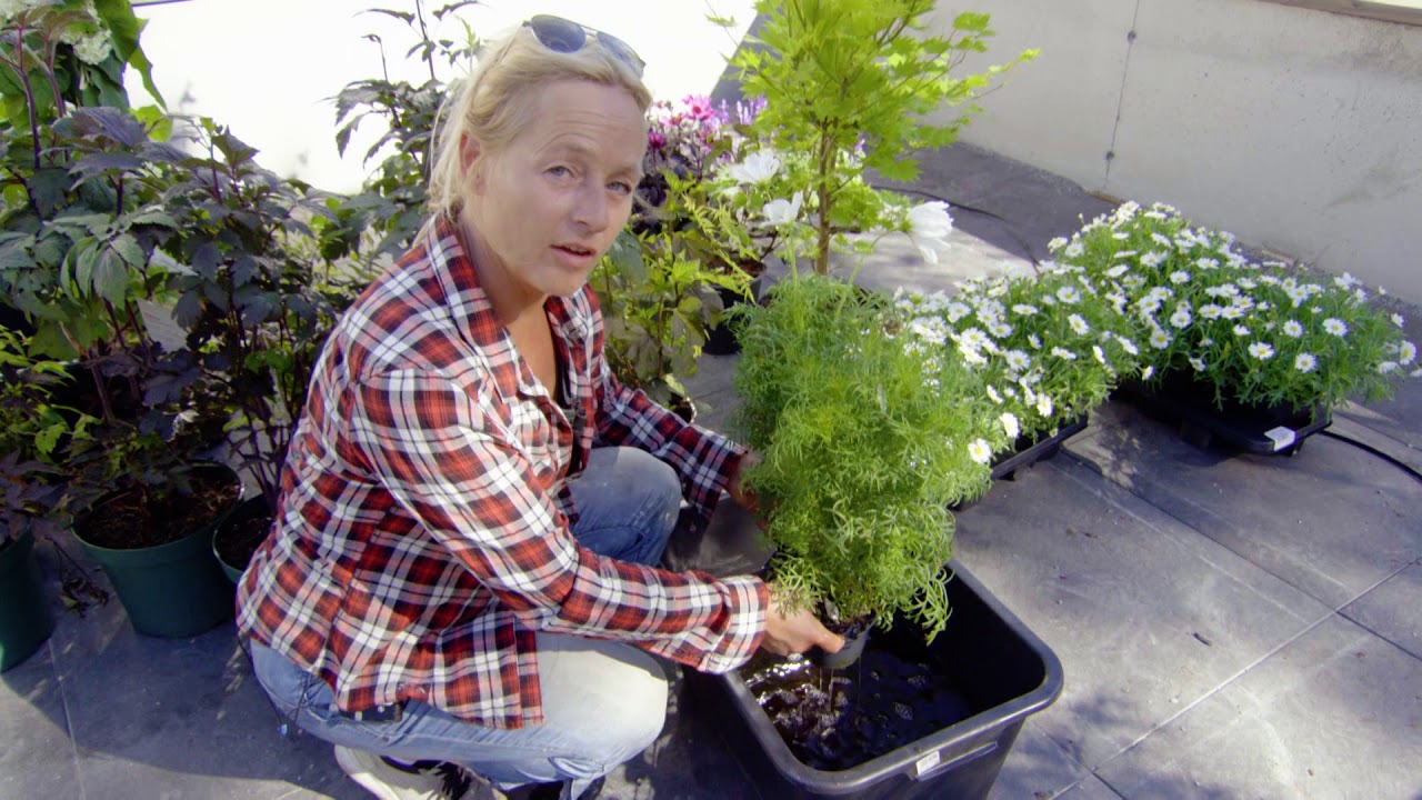 Tid for Hage: Derfor skal du bruke blomsternæring