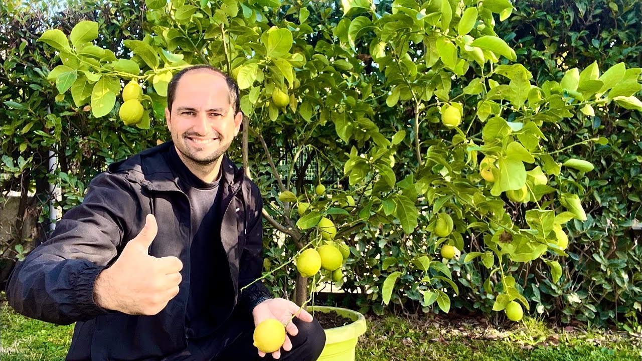 COMO PLANTAR LIMÃO EM VASO CORRETAMENTE