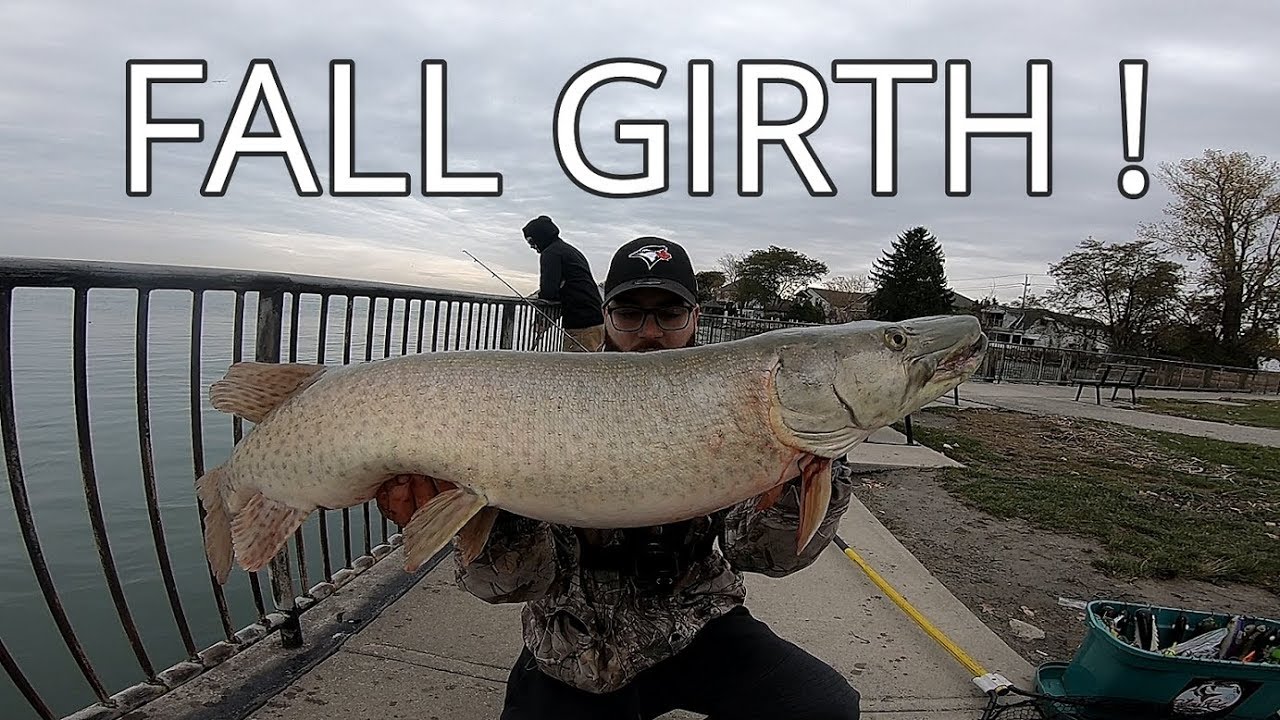 Lake St. Clair Muskies from shore- WE ARE ADDICTED