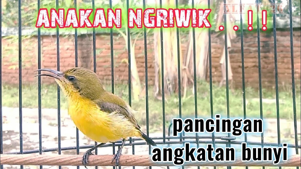 SOGOK ONTONG ANAKAN NGRIWIK !PANCINGAN AGAR BUNYI #sogokontonganakan #pancingansogonagarbunyi #sogon
