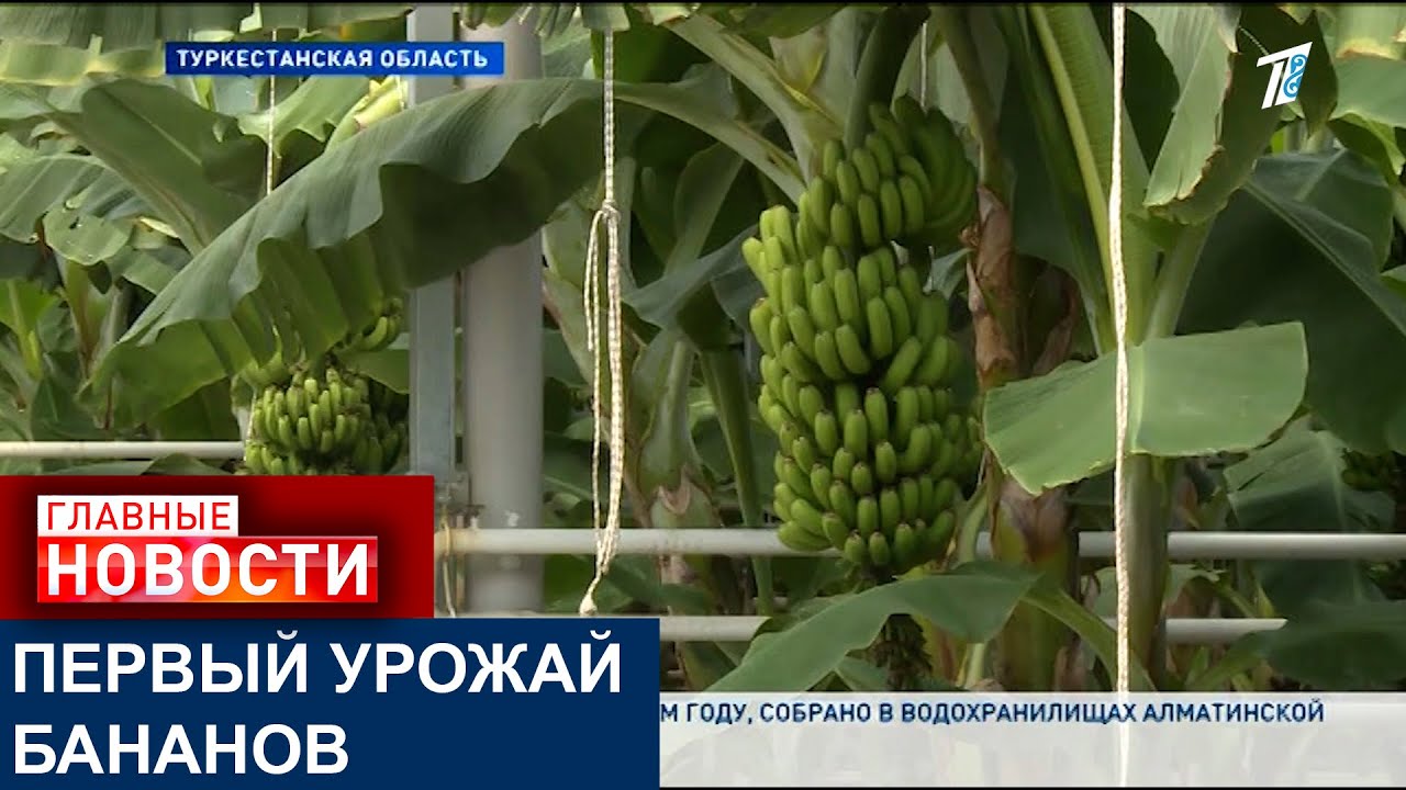 БАНАНЫ ВЫРАЩЕННЫЕ НА ЮГЕ КАЗАХСТАНА ВЫХОДЯТ НА РЫНОК: КАК ВЫРАЩИВАЮТ ЭКЗОТИКУ В НАШЕЙ СТРАНЕ?