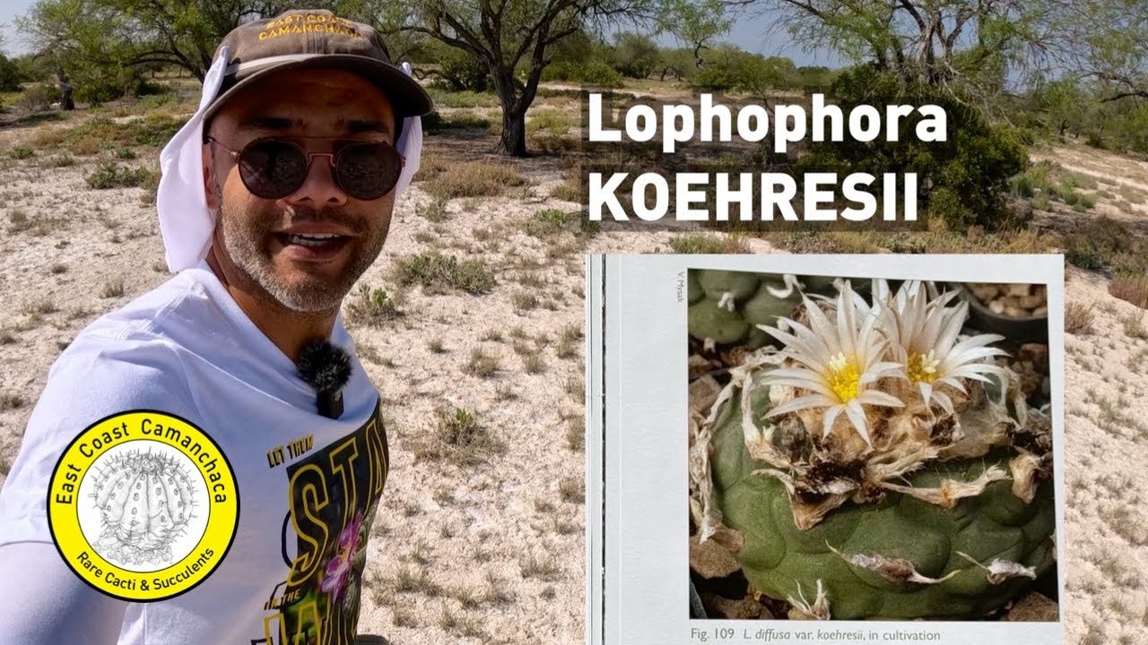 Looking for the most remote cactus in the Lophophora genus