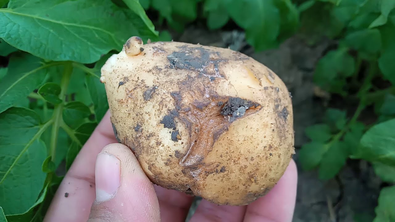 عندك الظاهرة دي في زراعة البطاطس شوف الفديو ده