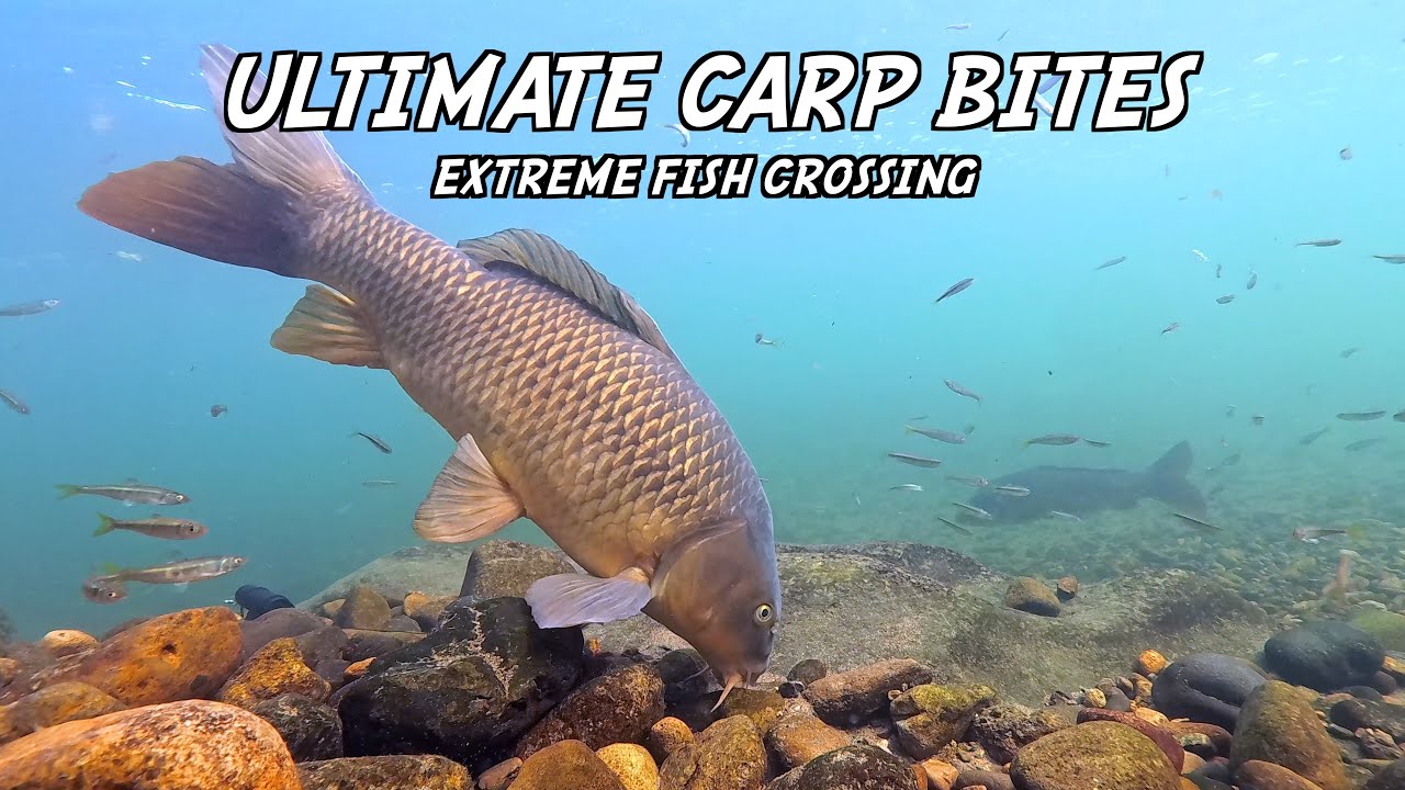 Ultimate Carp Bites Underwater