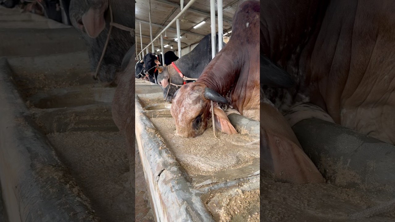 Nose deep in deliciousness! These cows are living their best foodie life #lovedairy #cow #eating