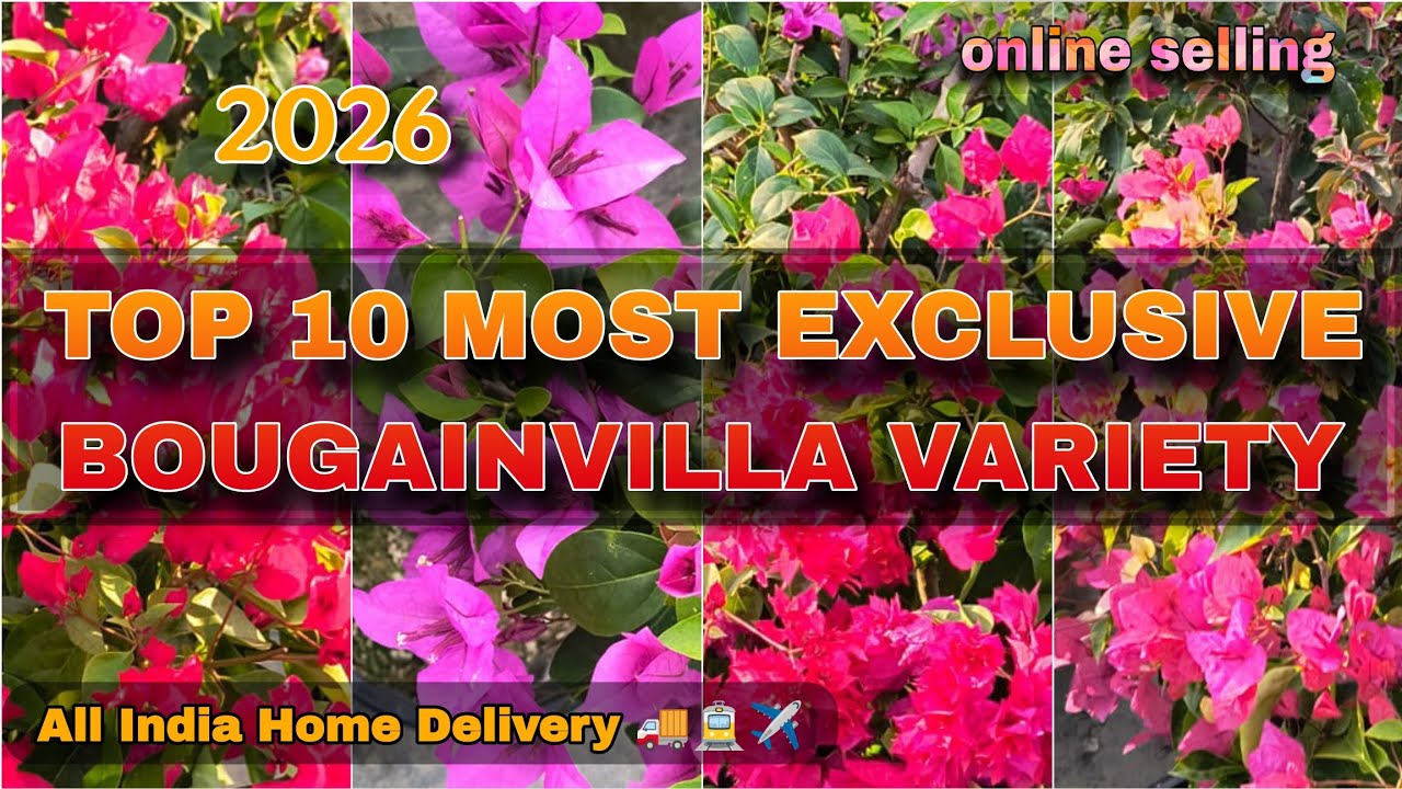 🔴 TOP 10 MOST 😍 EXCLUSIVE BOUGAINVILLEA VARIETIES PLANT NURSERY 🌴🌱// ONLINE SELLING NURSERY